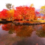 奈良公園の紅葉が見ごろ